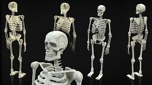 skeleton body 3d obj