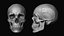 Модель человеческого черепа Zbrush