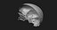 Модель человеческого черепа Zbrush