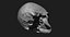 Модель человеческого черепа Zbrush