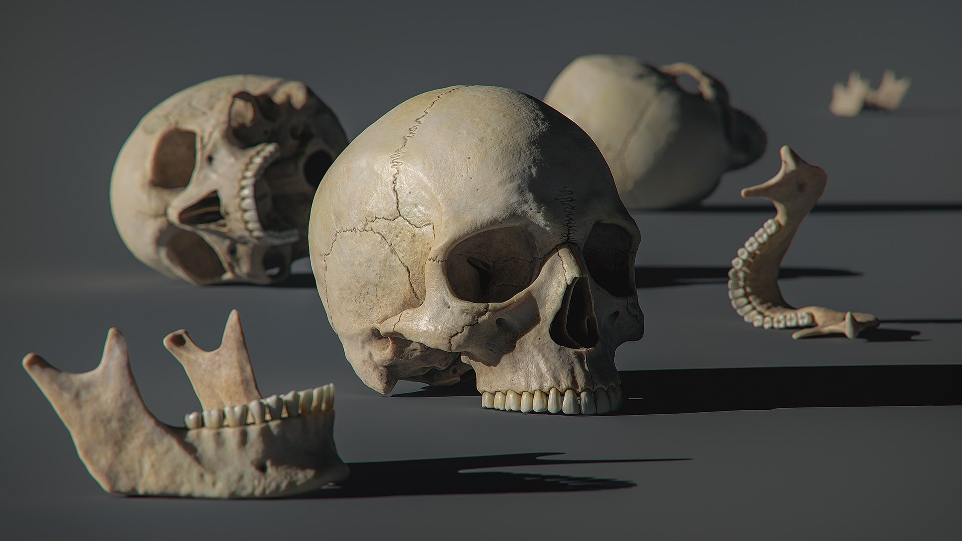 3D human skull https://p.turbosquid.com/ts-thumb/xX/qr9ZvE/FgYqB2Na/publish_03/jpg/1564348186/1920x1080/fit_q87/60bc97461318c4b2d1c637596bf5348f2fdd211d/publish_03.jpg