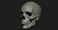 Модель человеческого черепа Zbrush