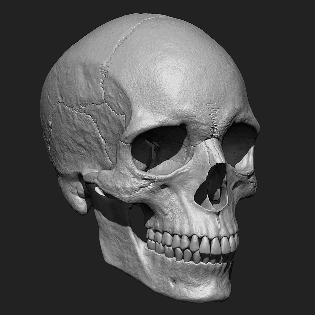 Человеческий череп Zbrush