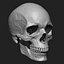 Модель человеческого черепа Zbrush