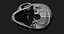 Модель человеческого черепа Zbrush