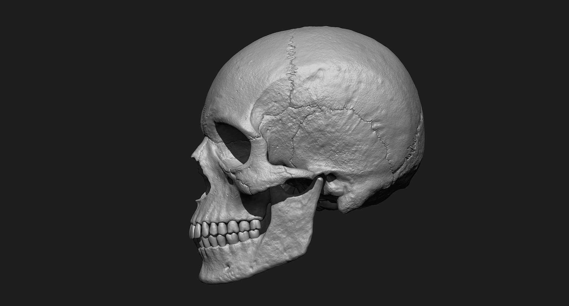 3D human skull https://p.turbosquid.com/ts-thumb/xX/qr9ZvE/R0L044N6/005/jpg/1519083898/1920x1080/fit_q87/3701f3adcc0b0f55c182bea4100ed454573c18e5/005.jpg
