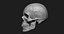Модель человеческого черепа Zbrush