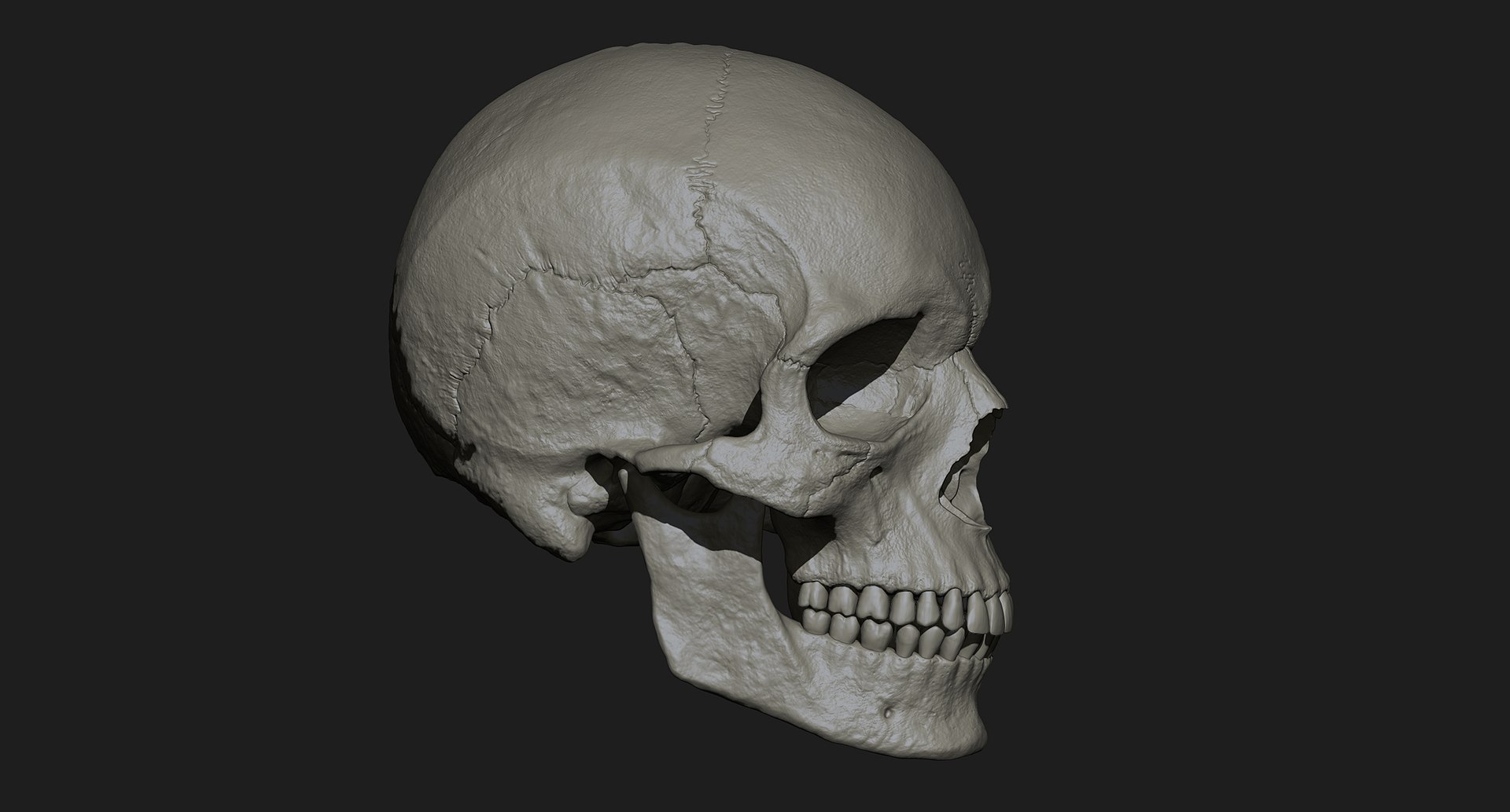 3D human skull https://p.turbosquid.com/ts-thumb/xX/qr9ZvE/RjmHwa4x/016/jpg/1519083899/1920x1080/fit_q87/f30aed8ab5a450a08e0aa27a15e540789064d168/016.jpg
