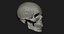 Модель человеческого черепа Zbrush