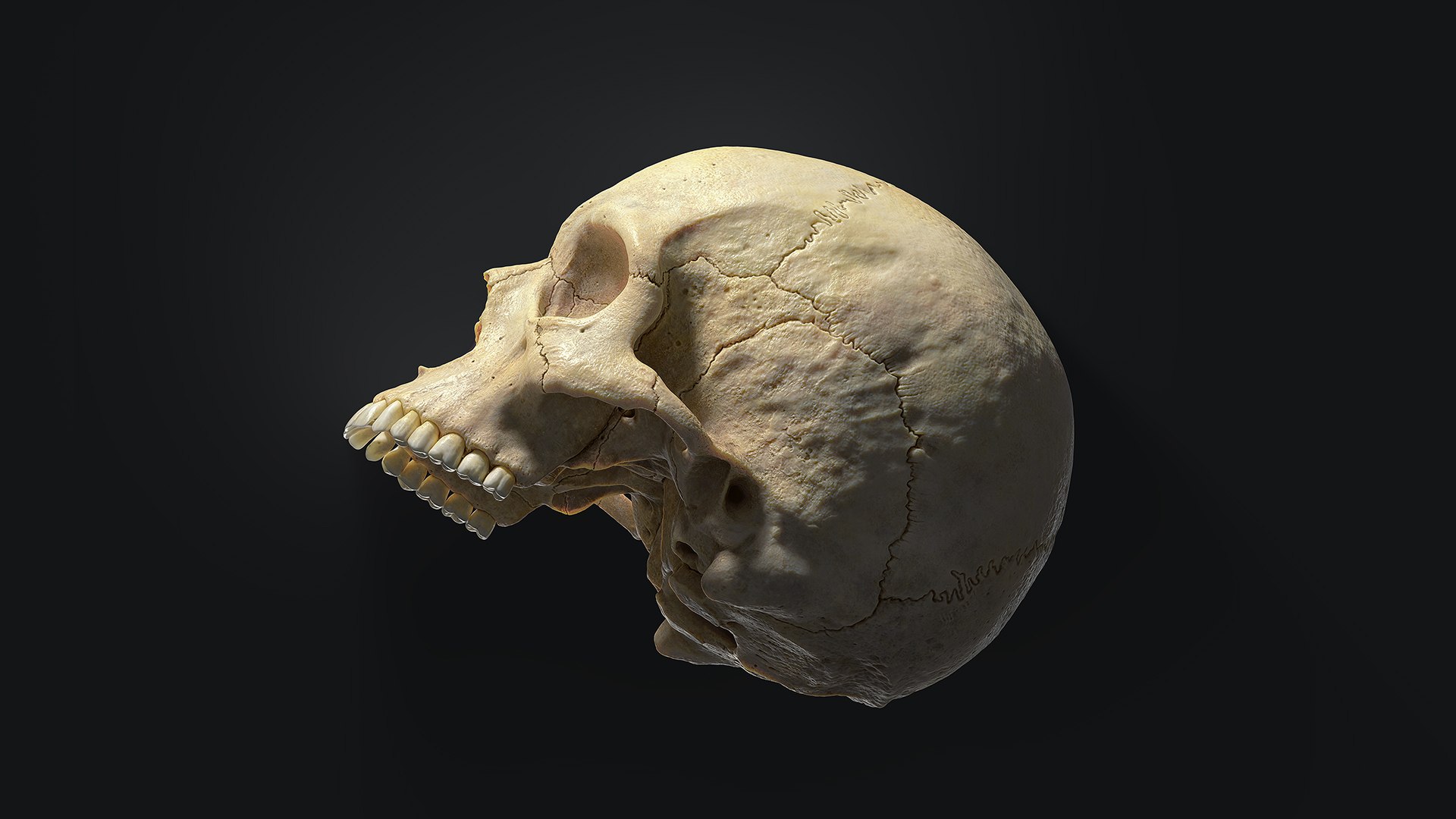3D human skull https://p.turbosquid.com/ts-thumb/xX/qr9ZvE/WC8i6bOO/publish_02_02/jpg/1564348186/1920x1080/fit_q87/87550571506d008213b2a9f0b6e21a8b889cad8b/publish_02_02.jpg
