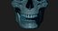 Модель человеческого черепа Zbrush