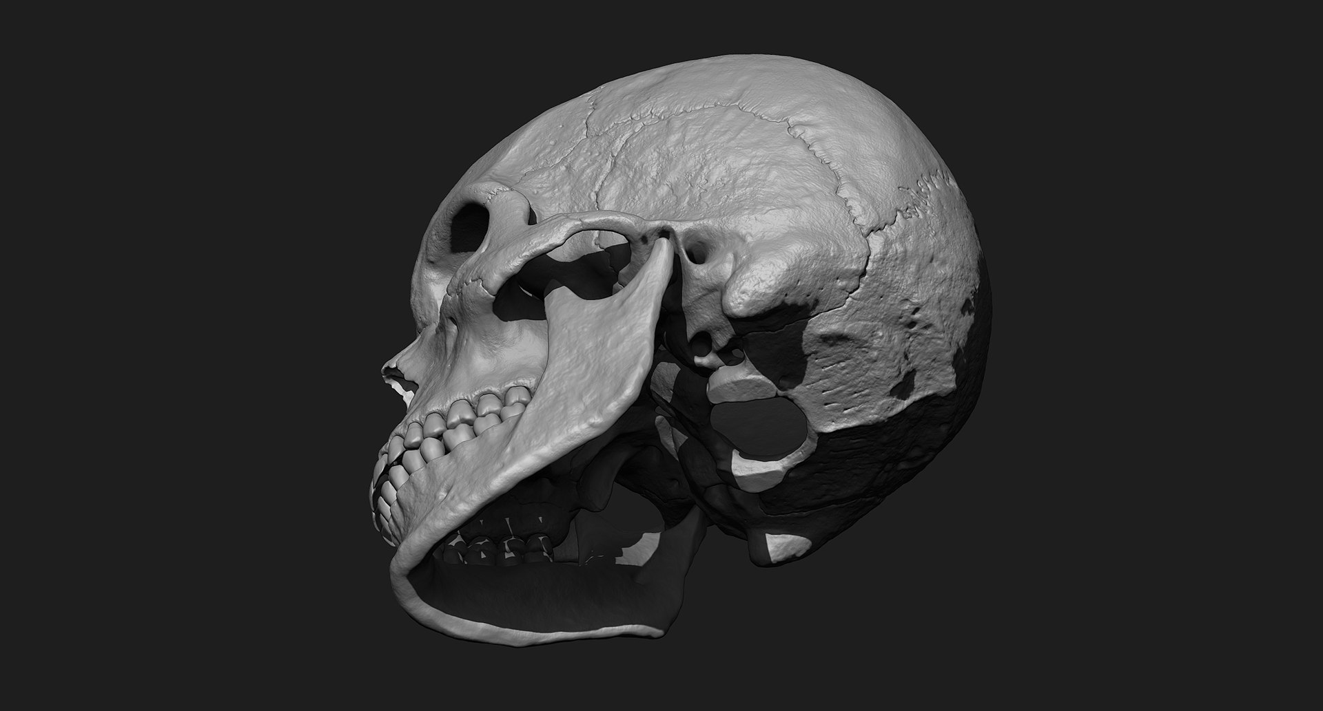 3D human skull https://p.turbosquid.com/ts-thumb/xX/qr9ZvE/X9FKcGPf/022/jpg/1519083899/1920x1080/fit_q87/a3349331be93cfad1569bf75f452405498f3db88/022.jpg