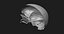Модель человеческого черепа Zbrush