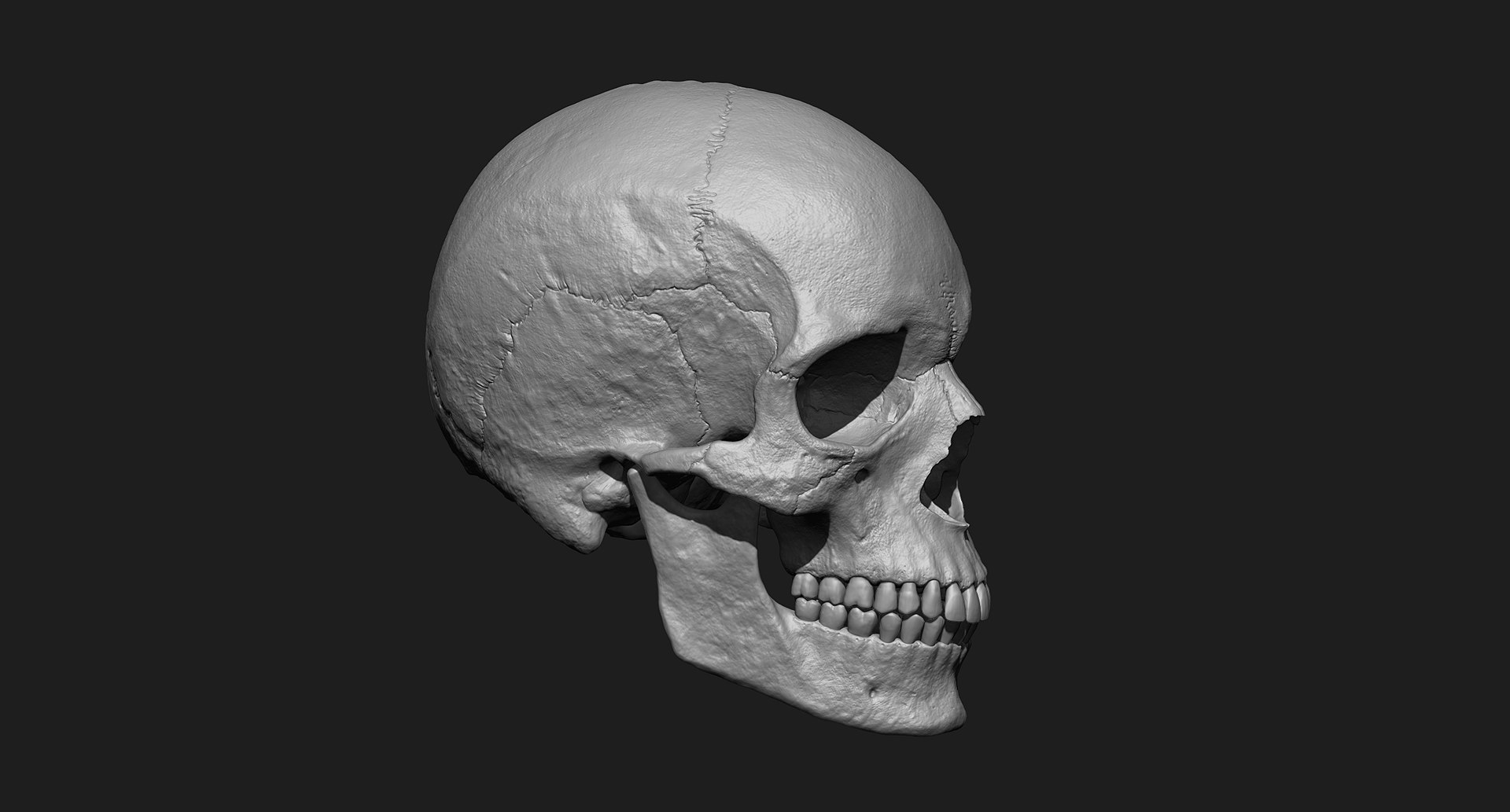 3D human skull https://p.turbosquid.com/ts-thumb/xX/qr9ZvE/ZAaHJFXx/003/jpg/1519083898/1920x1080/fit_q87/726a545939de612fb5e1a638f673126b416ff377/003.jpg
