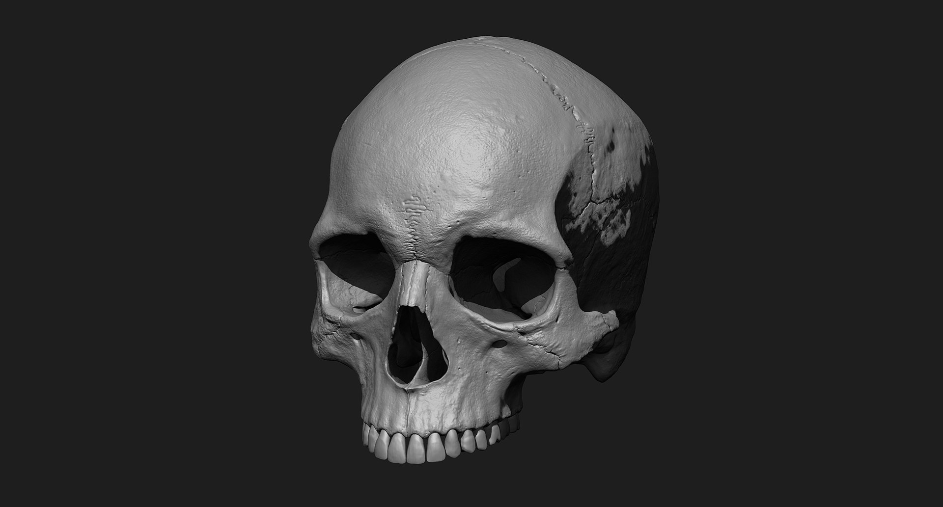 3D human skull https://p.turbosquid.com/ts-thumb/xX/qr9ZvE/a30d0en3/025/jpg/1519083899/1920x1080/fit_q87/d4b1a996c1fefd2c914c82410d2dd116d04ea586/025.jpg