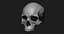 Модель человеческого черепа Zbrush