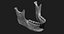Модель человеческого черепа Zbrush