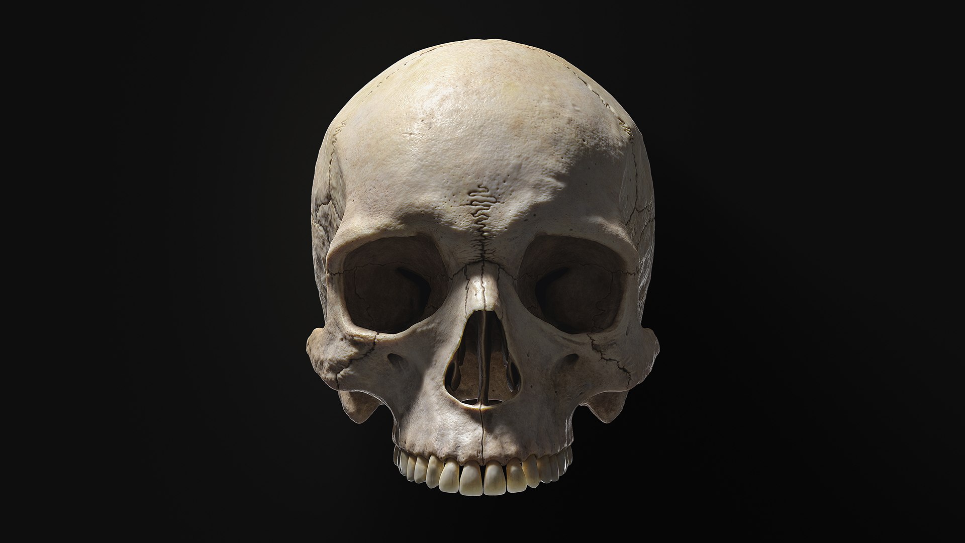 3D human skull https://p.turbosquid.com/ts-thumb/xX/qr9ZvE/clcoUxnb/publish_01/jpg/1564348186/1920x1080/fit_q87/31bfe74593481d72f68cf61d9fd4564f828da746/publish_01.jpg