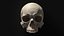 Модель человеческого черепа Zbrush
