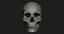Модель человеческого черепа Zbrush