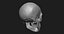 Модель человеческого черепа Zbrush