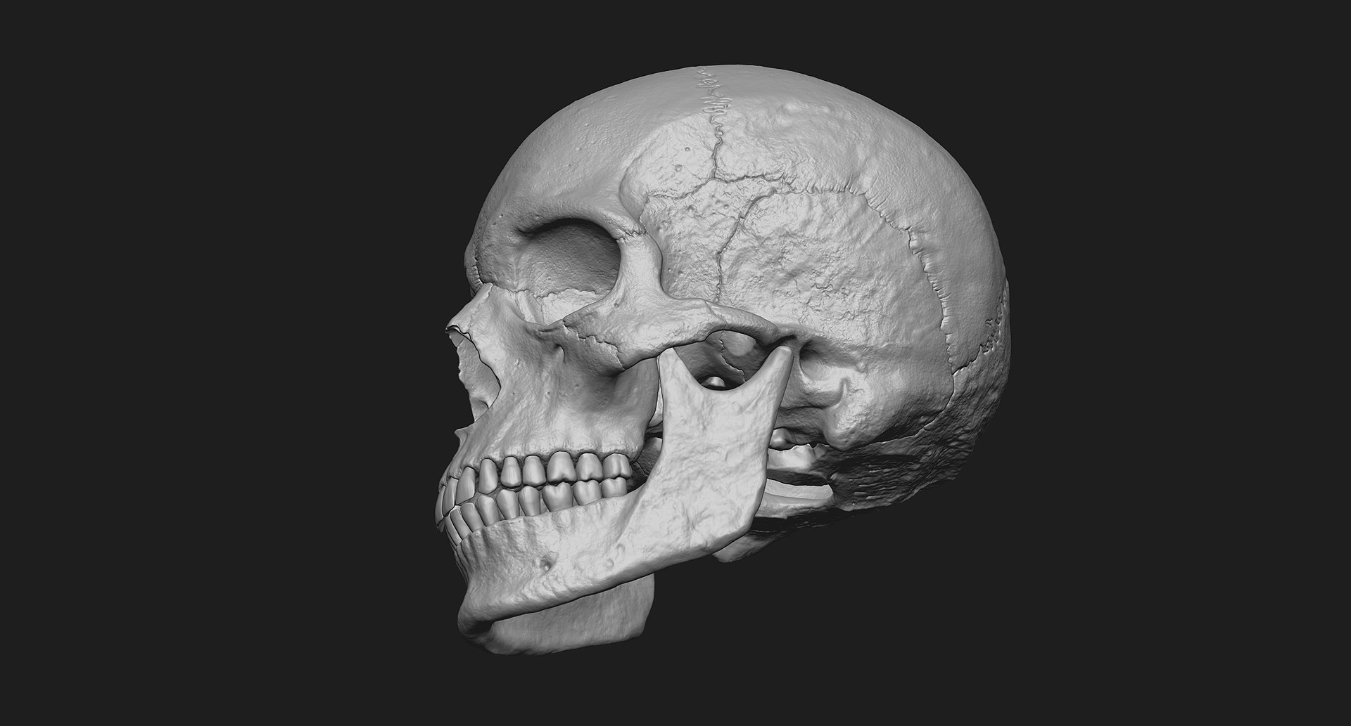 3D human skull https://p.turbosquid.com/ts-thumb/xX/qr9ZvE/l87KQz3j/009/jpg/1519083898/1920x1080/fit_q87/2da387b5440e292f1fbd6c9cd5c18766421a229f/009.jpg
