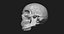 Модель человеческого черепа Zbrush