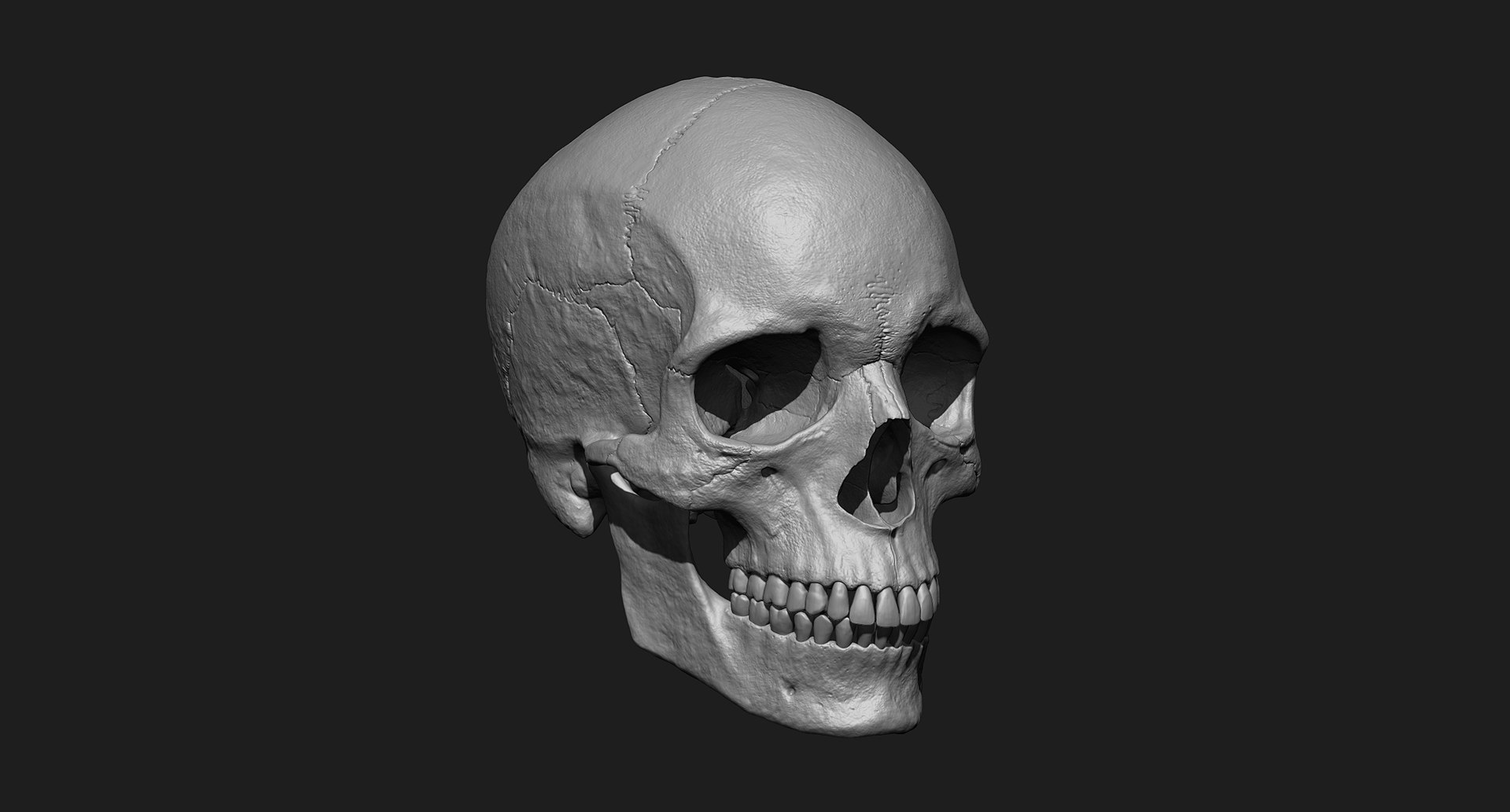 3D human skull https://p.turbosquid.com/ts-thumb/xX/qr9ZvE/oyh0fHHT/001/jpg/1519083898/1920x1080/fit_q87/b1c069b6016b4ceec5e47bc0717d373a5cb90213/001.jpg