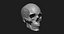 Модель человеческого черепа Zbrush