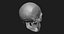 Модель человеческого черепа Zbrush