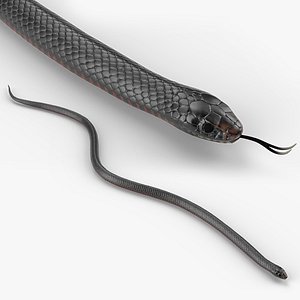 3D Mexican Black Kingsnake Crawling Animated Rigged For Blender