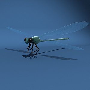 3d dragon fly model
