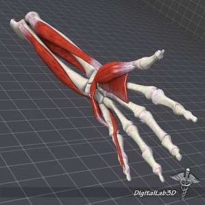 Human Forearm Bone and Muscle Structure