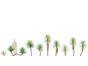 3D Yucca aloifolia - Aloe Yucca Dagger Plant 01 model
