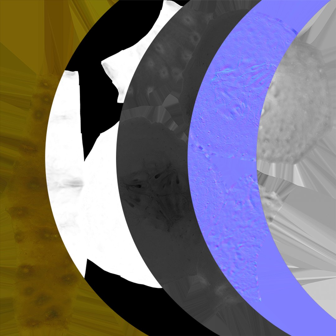 Pickle Slice 3D model https://p.turbosquid.com/ts-thumb/xY/Fz8CTu/ih/pickleslice_c0005/png/1762520057/1920x1080/fit_q87/213319bb5546daa487ee3d5cbb2b9ed465a53ab6/pickleslice_c0005.jpg