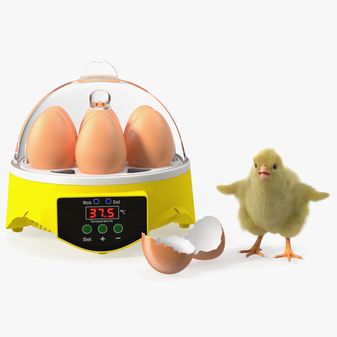 Egg Incubator With Chick Fur 3D model preview