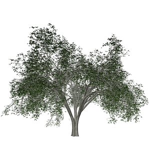 3D American Elm Tree - 04 -