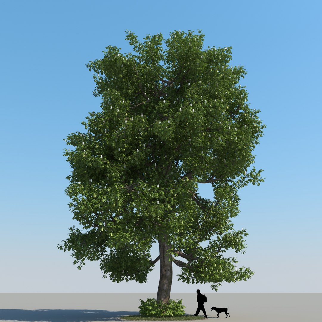 3d Realistic Chestnut Tree Leaf