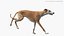 3D Dog Greyhound Running Animated Fur Rigged for Blender