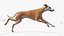 3D Dog Greyhound Running Animated Fur Rigged for Blender