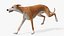3D Dog Greyhound Running Animated Fur Rigged for Blender