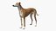 3D Dog Greyhound Running Animated Fur Rigged for Blender