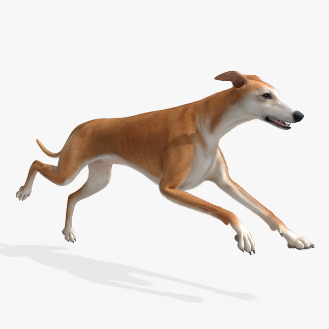 3D Dog Greyhound Running Animated Fur Rigged for Blender https://p.turbosquid.com/ts-thumb/xY/QGS0MT/PT/dog_greyhound_running_animated_fur_rigged_for_blender_001/jpg/1765916785/1920x1080/fit_q87/5e339cf059c9b0334b3538fa55a90999aaca32bc/dog_greyhound_running_animated_fur_rigged_for_blender_001.jpg