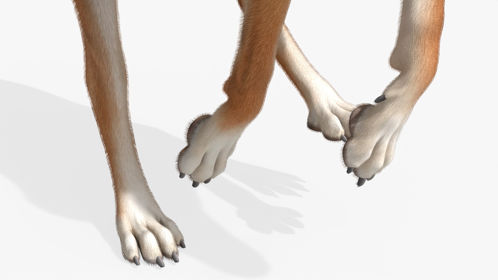 3D Dog Greyhound Running Animated Fur Rigged for Blender https://p.turbosquid.com/ts-thumb/xY/QGS0MT/SR/dog_greyhound_running_animated_fur_rigged_for_blender_011/jpg/1765916958/1920x1080/fit_q87/5010ee1f496bb60279bbb3b3e3d79c30ef2595e9/dog_greyhound_running_animated_fur_rigged_for_blender_011.jpg