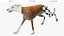 3D Dog Greyhound Running Animated Fur Rigged for Blender