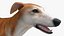 3D Dog Greyhound Running Animated Fur Rigged for Blender