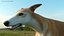 3D Dog Greyhound Running Animated Fur Rigged for Blender