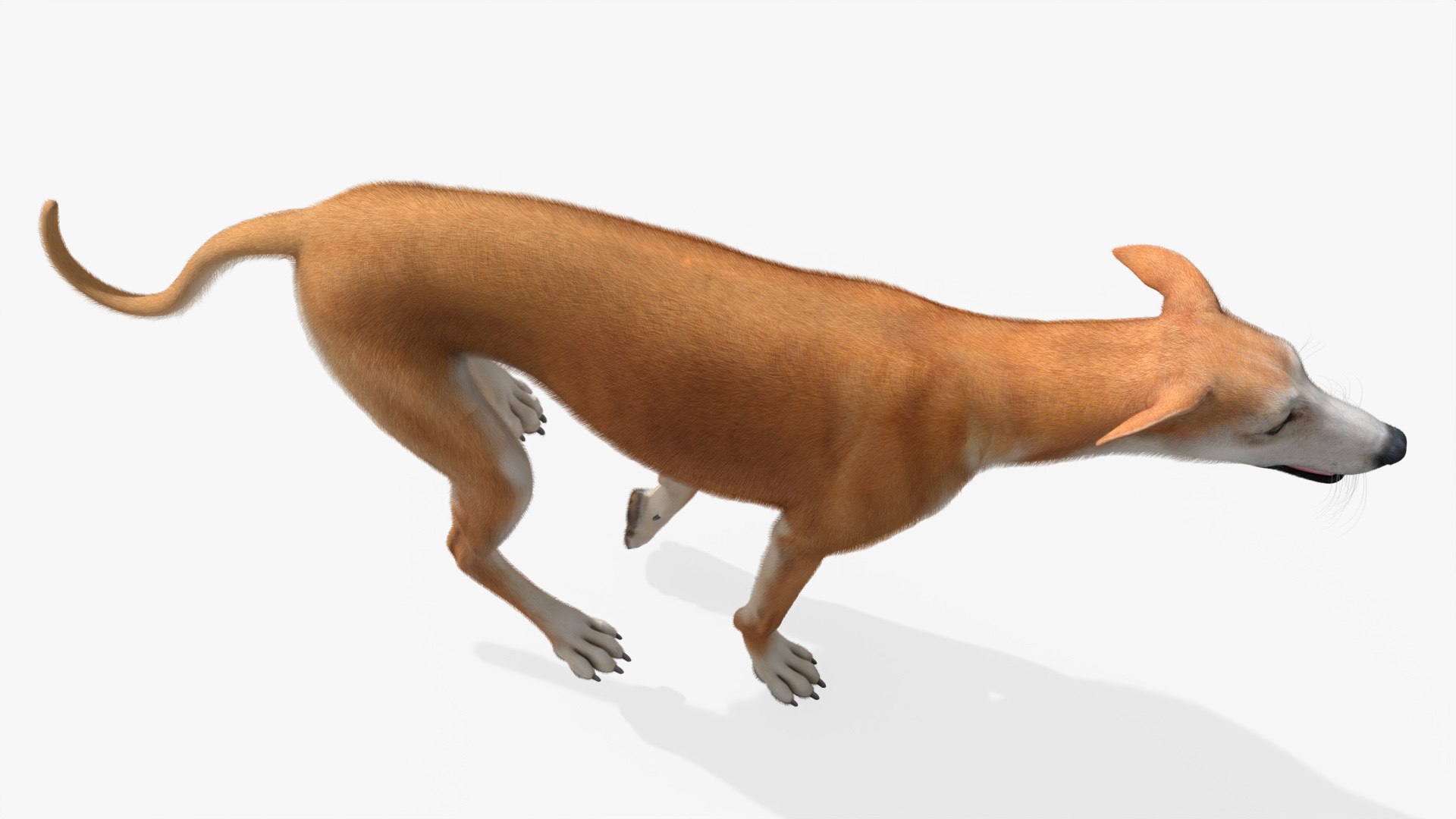 3D Dog Greyhound Running Animated Fur Rigged for Blender https://p.turbosquid.com/ts-thumb/xY/QGS0MT/zv/dog_greyhound_running_animated_fur_rigged_for_blender_009/jpg/1765916953/1920x1080/fit_q87/42e4f1484b457fc6669c8c847ae7212bdd7b34ab/dog_greyhound_running_animated_fur_rigged_for_blender_009.jpg