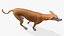 3D Dog Greyhound Running Animated Fur Rigged for Blender