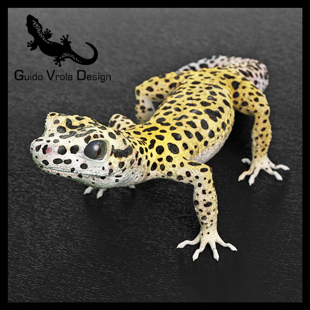 Gecko Leopard 3d Model